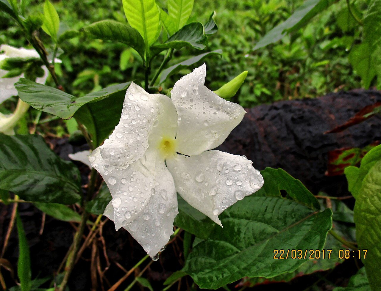Callichilia barteri: Callichilia barteri in Nigeria