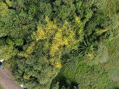 Callichlamys latifolia (Callichlamys latifolia)