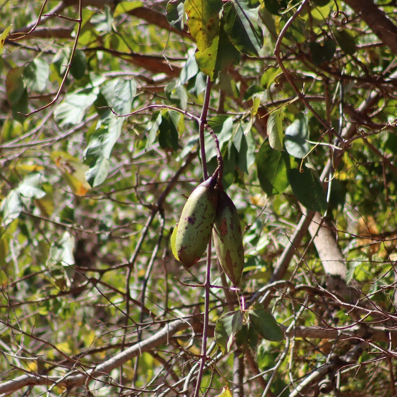 Callichlamys latifolia: Callichlamys latifolia in Brazil