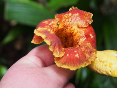 Callichlamys latifolia (Callichlamys latifolia)