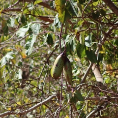 Callichlamys latifolia (Callichlamys latifolia)