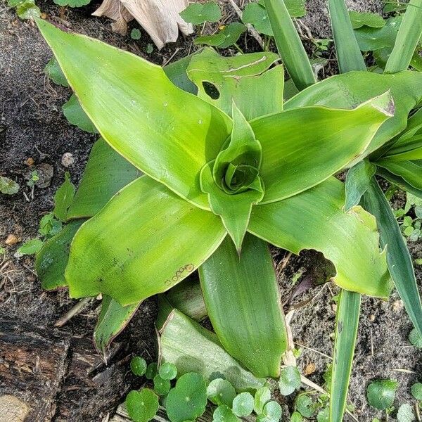 Basketplant (Callisia fragrans)