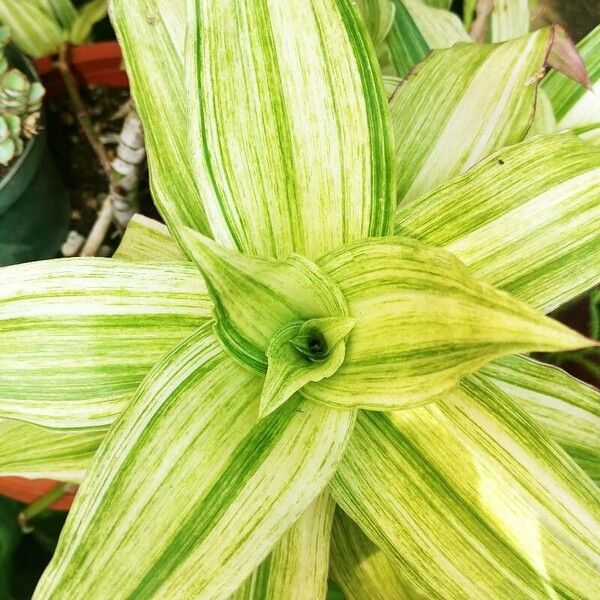 Basketplant (Callisia fragrans)