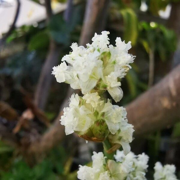Basketplant (Callisia fragrans)