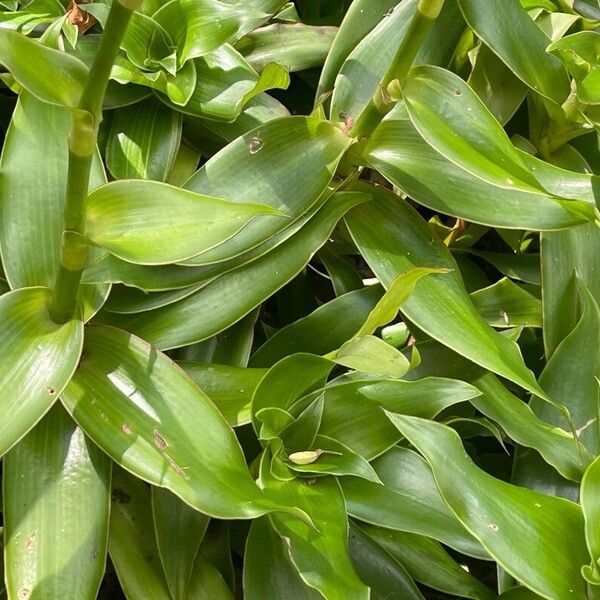Basketplant (Callisia fragrans)
