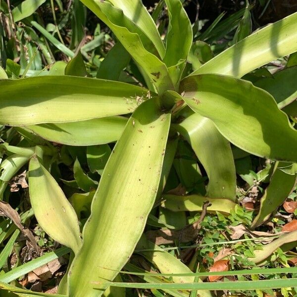 Basketplant (Callisia fragrans)