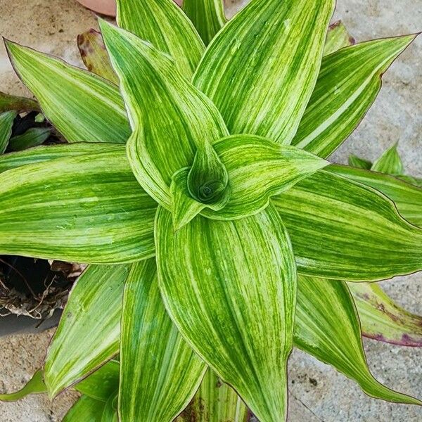 Basketplant (Callisia fragrans)