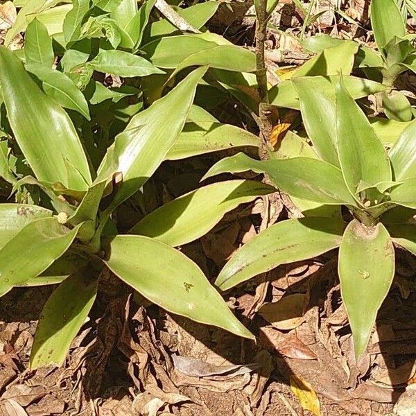 Basketplant (Callisia fragrans)