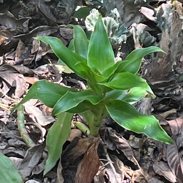 Basketplant (Callisia fragrans)