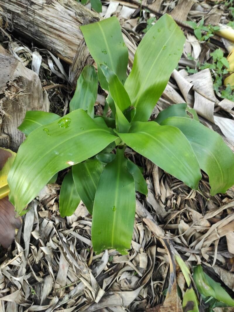 Basketplant (Callisia fragrans)
