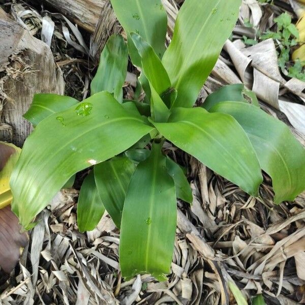 Basketplant (Callisia fragrans)