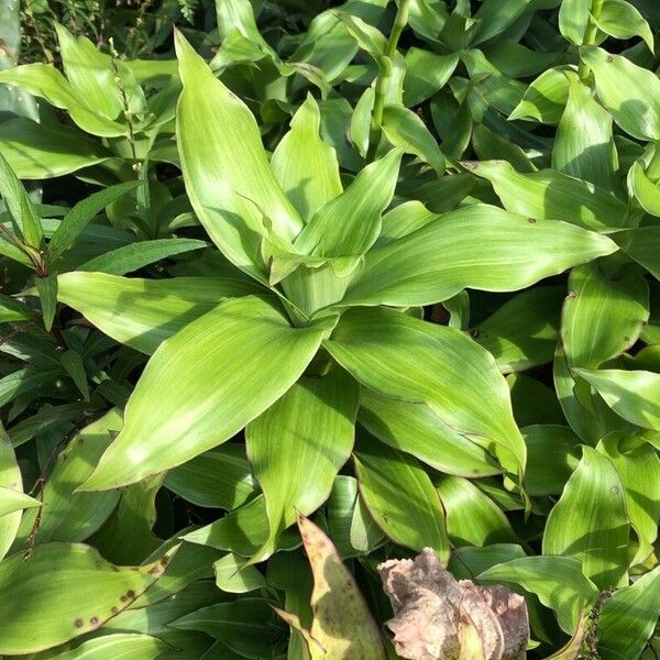 Basketplant (Callisia fragrans)