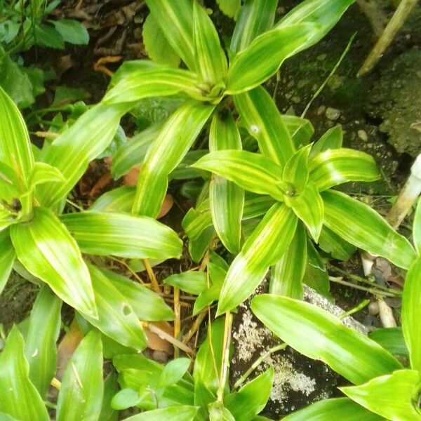 Basketplant (Callisia fragrans)