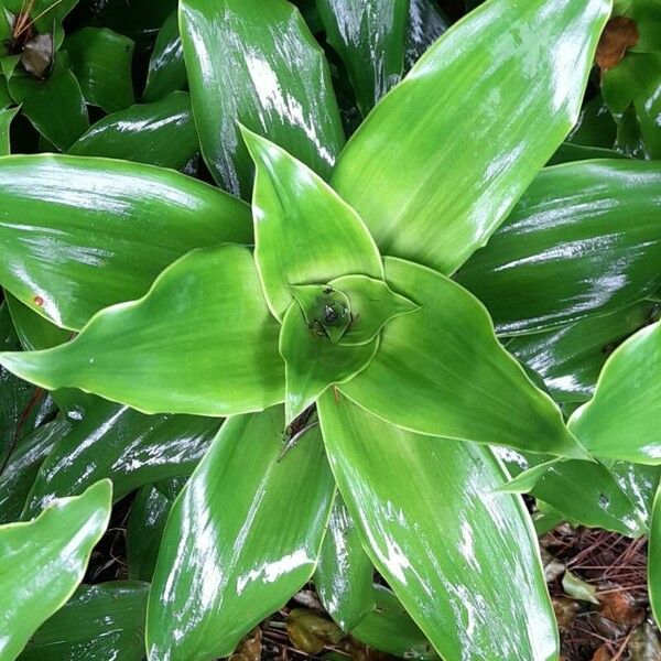 Basketplant (Callisia fragrans)