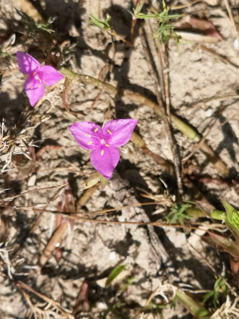 Littleflower roseling (Callisia micrantha)