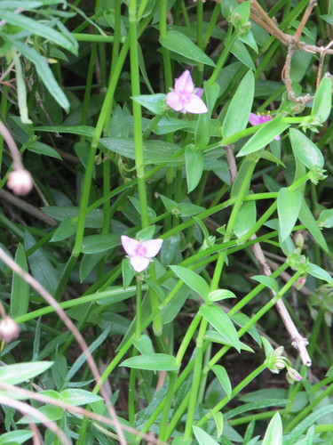 Littleflower roseling (Callisia micrantha)