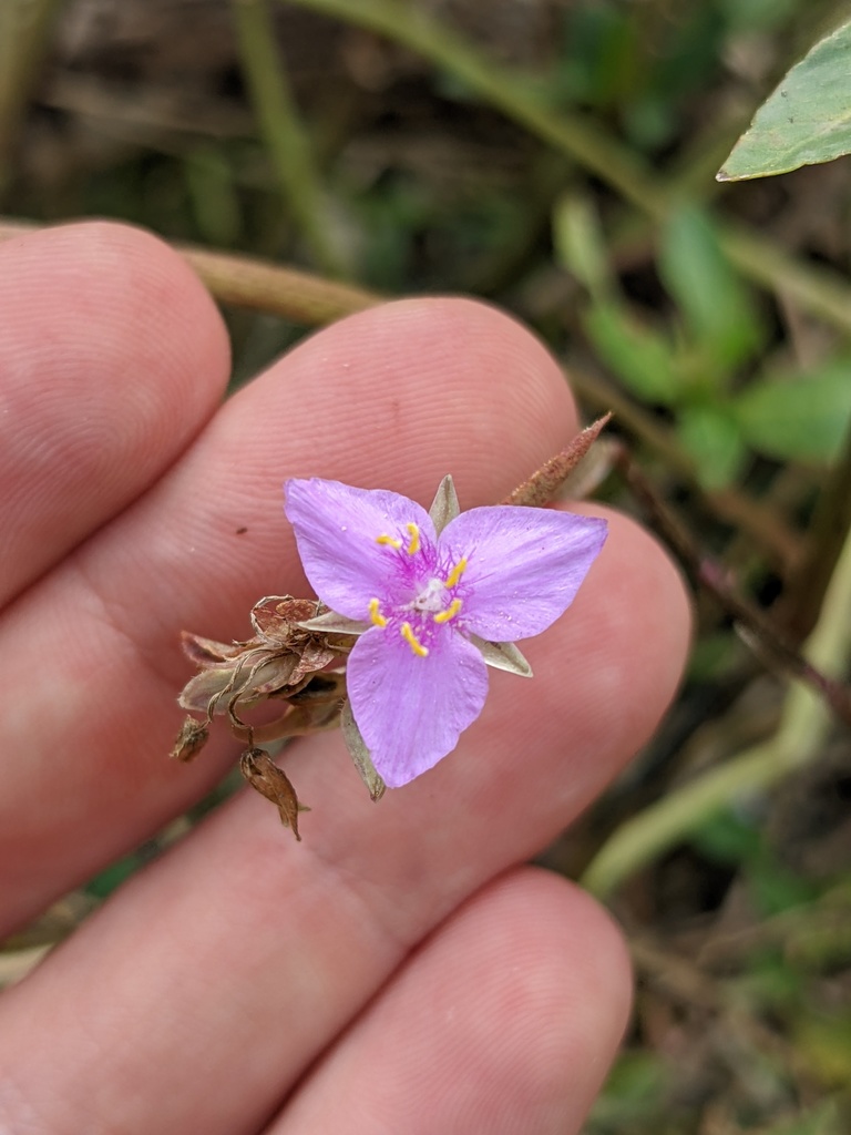 Littleflower roseling (Callisia micrantha)