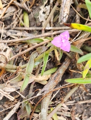 Littleflower roseling (Callisia micrantha)