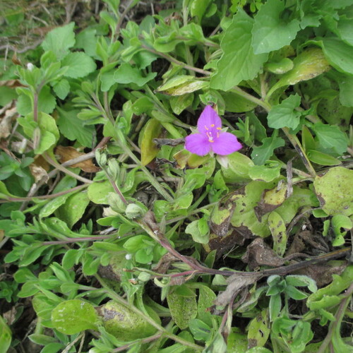 Littleflower roseling (Callisia micrantha)