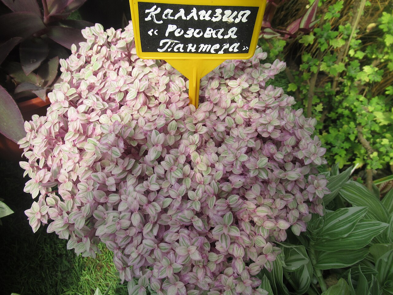 Chain plant: Callisia Repens 'Pink Panther'. Botanical Garden-Institute FEB RAS
