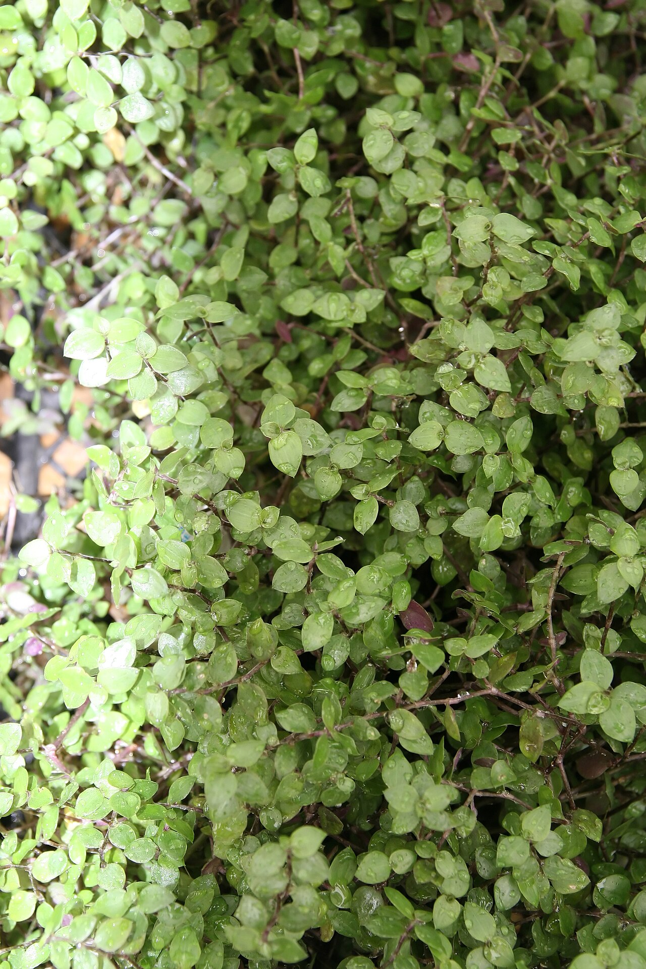 Chain plant: Location taken: Merrifield Garden Center, Fairfax VA USA. Names: Callisia repens (Jacq.) L., Bolivian Jew, Creeping Inchplant, Kriechendes Schönpolster, Turtle