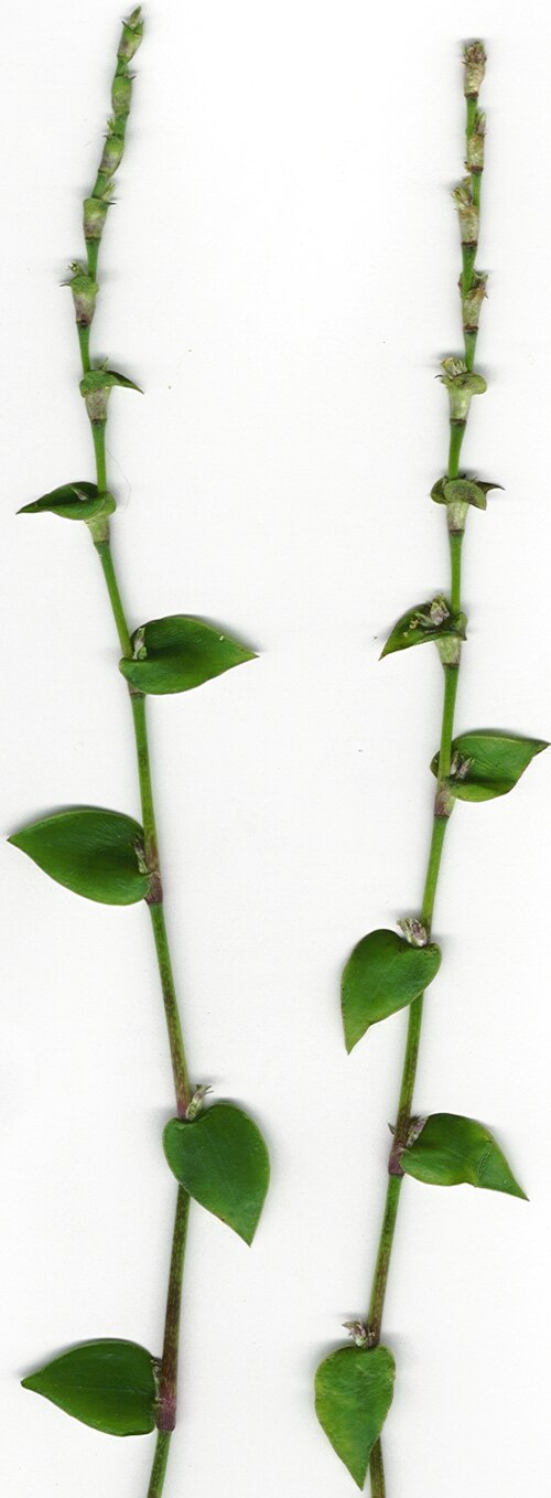 Chain plant: Callisia repens (plant). Location: Maui, Makawao