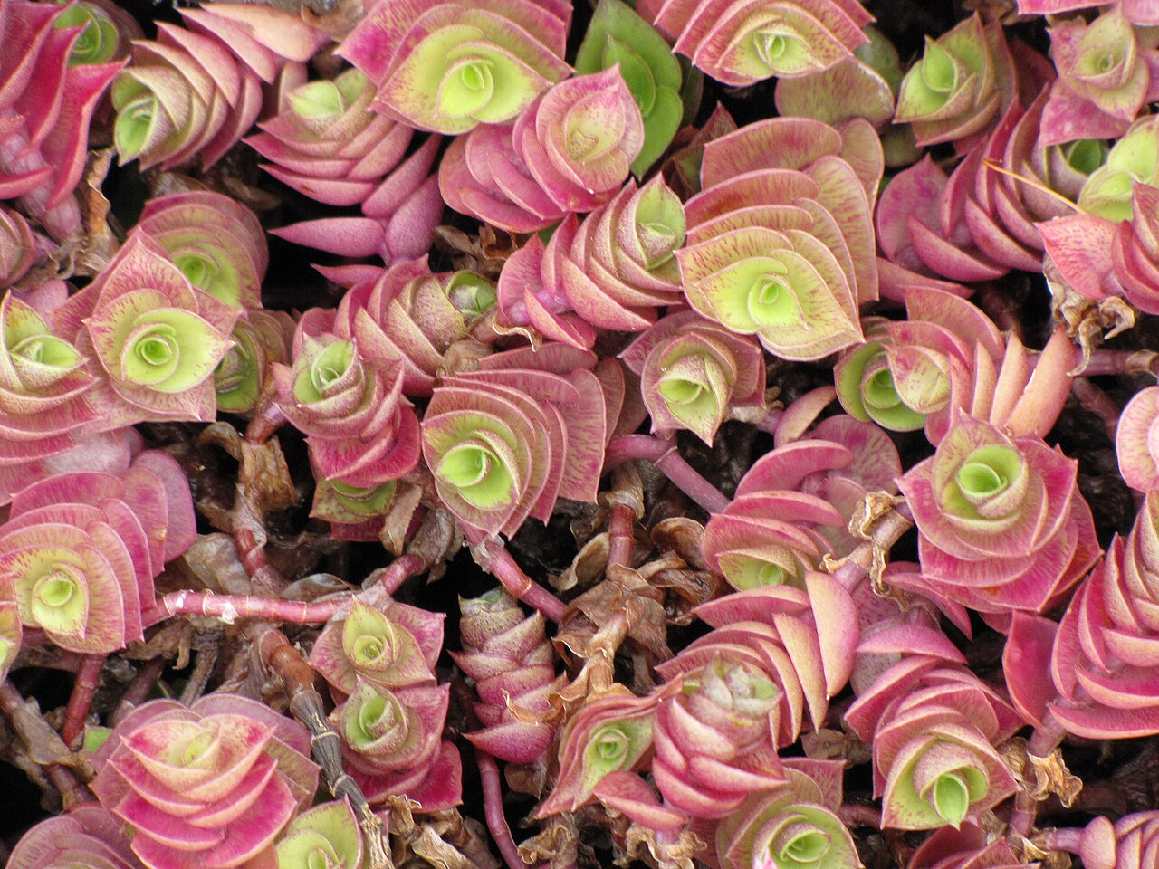 Chain plant: Callisia repens "red"