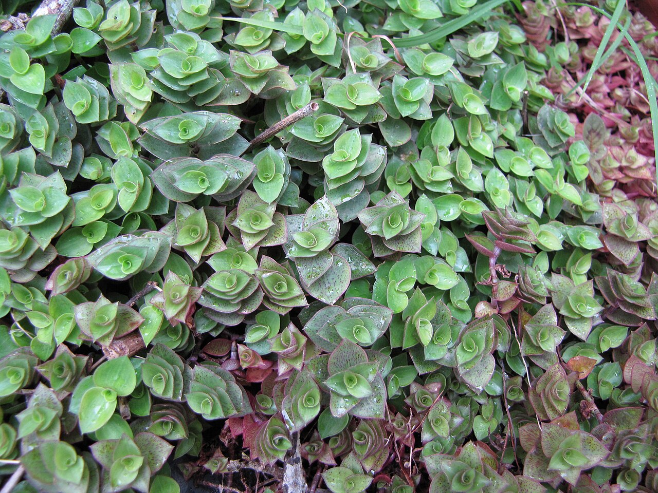 Chain plant: Callisia repens (habit). Kula Botanical Garden, Maui