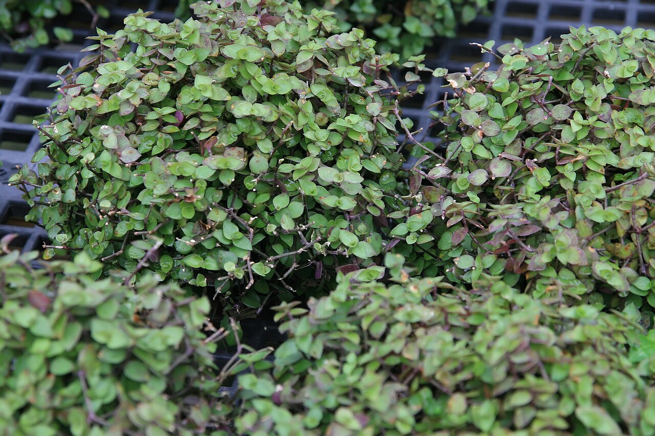 Chain plant: Location taken: Behnke Nurseries, Beltsville, MD USA. Names: Callisia repens (Jacq.) L., Bolivian Jew, Creeping Inchplant, Kriechendes Schönpolster, Turtle Vine