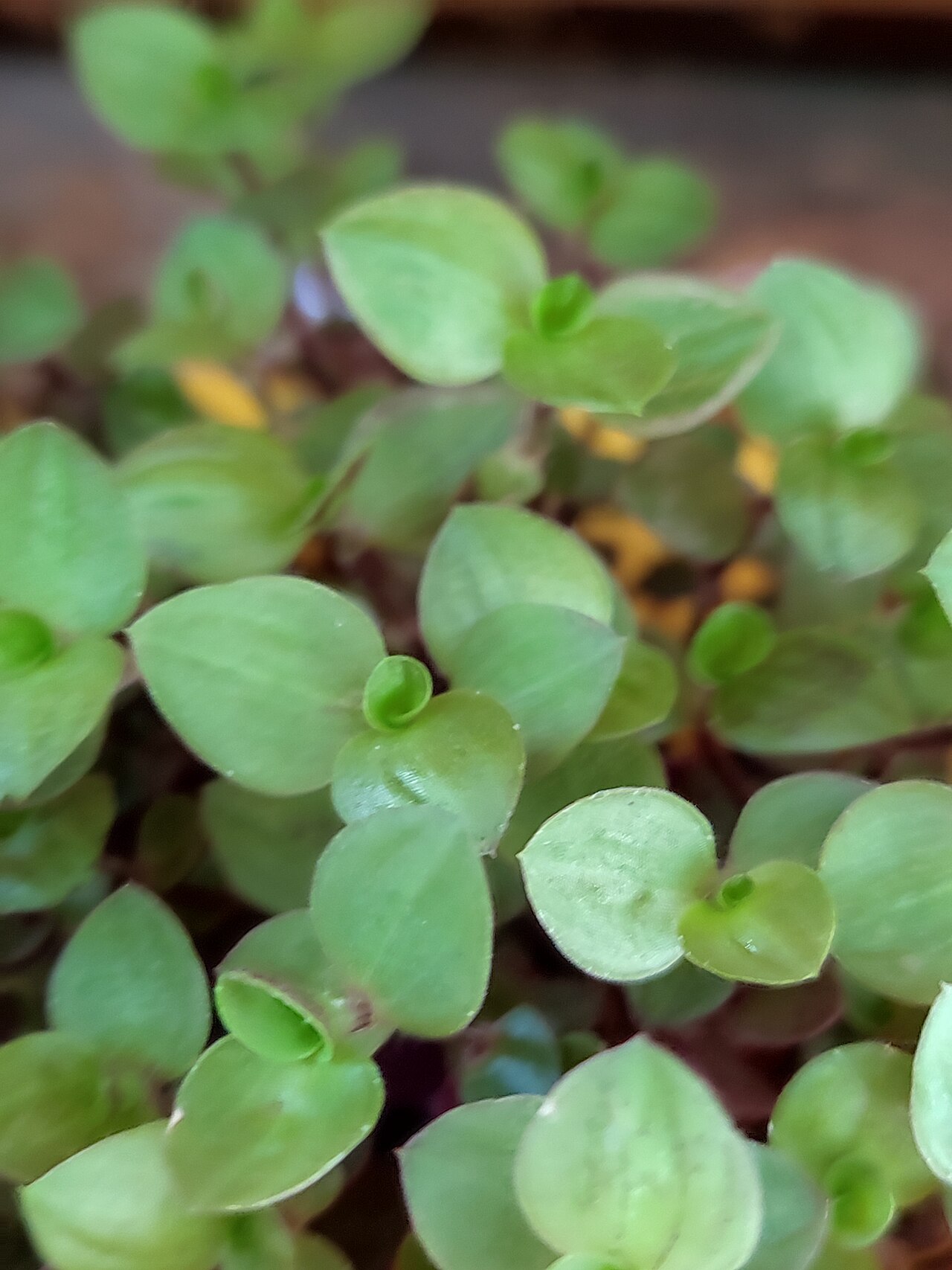 Chain plant: Ташкентский ботанический сад: Ташкент