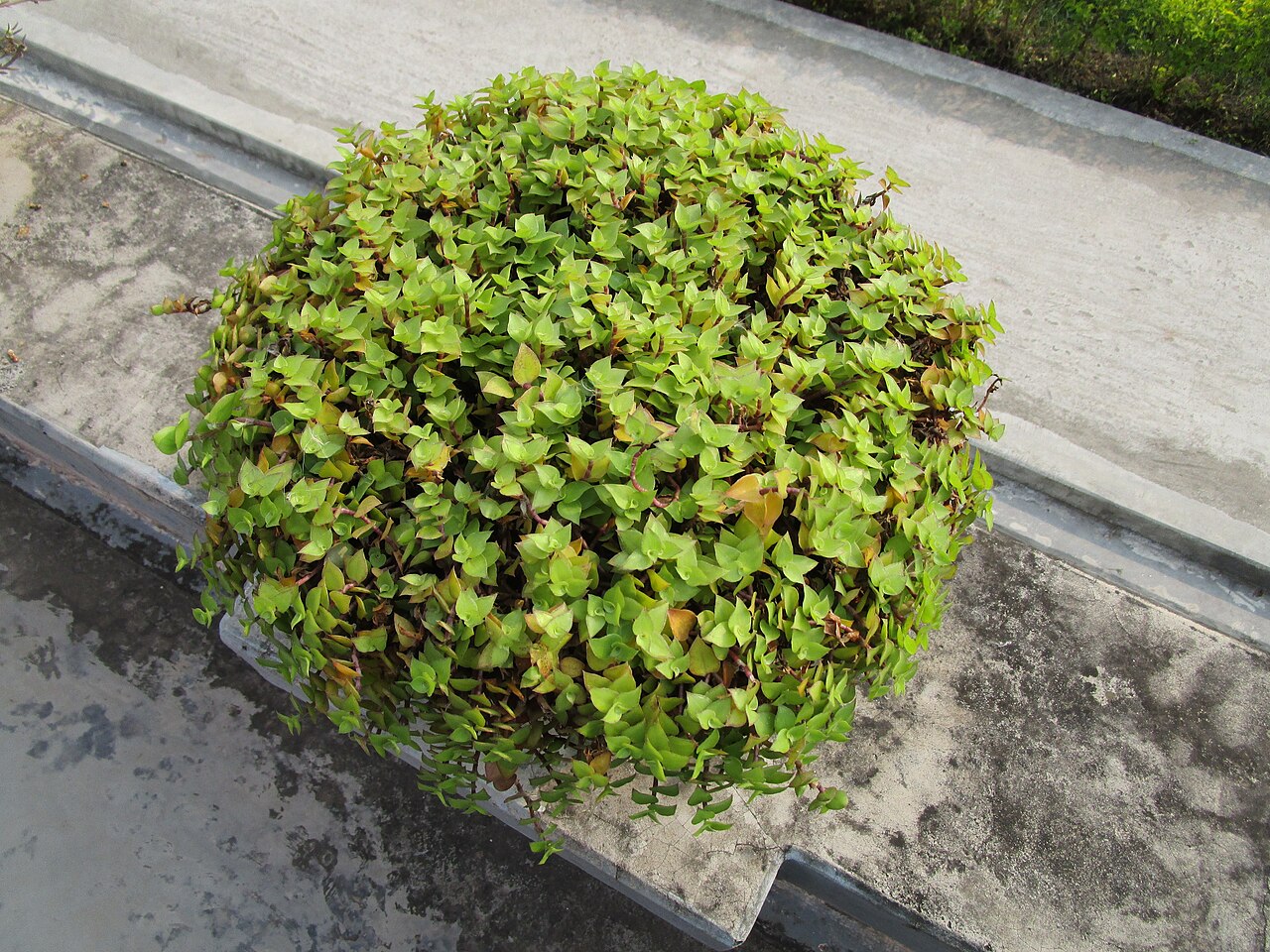 Chain plant: Callisia repens in Bangladesh
