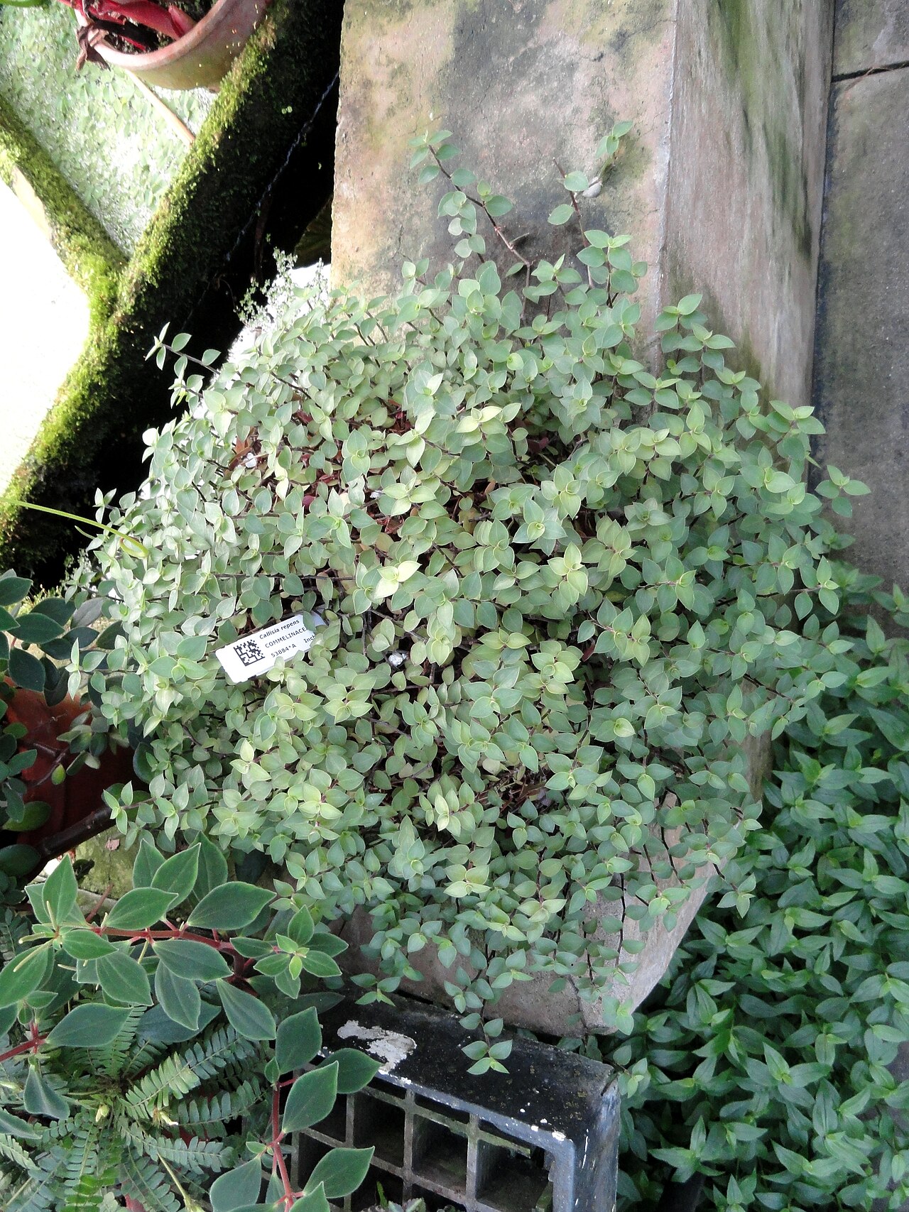 Chain plant: Botanical specimen in the Lyman Plant House, Smith College, Northampton, Massachusetts, USA.