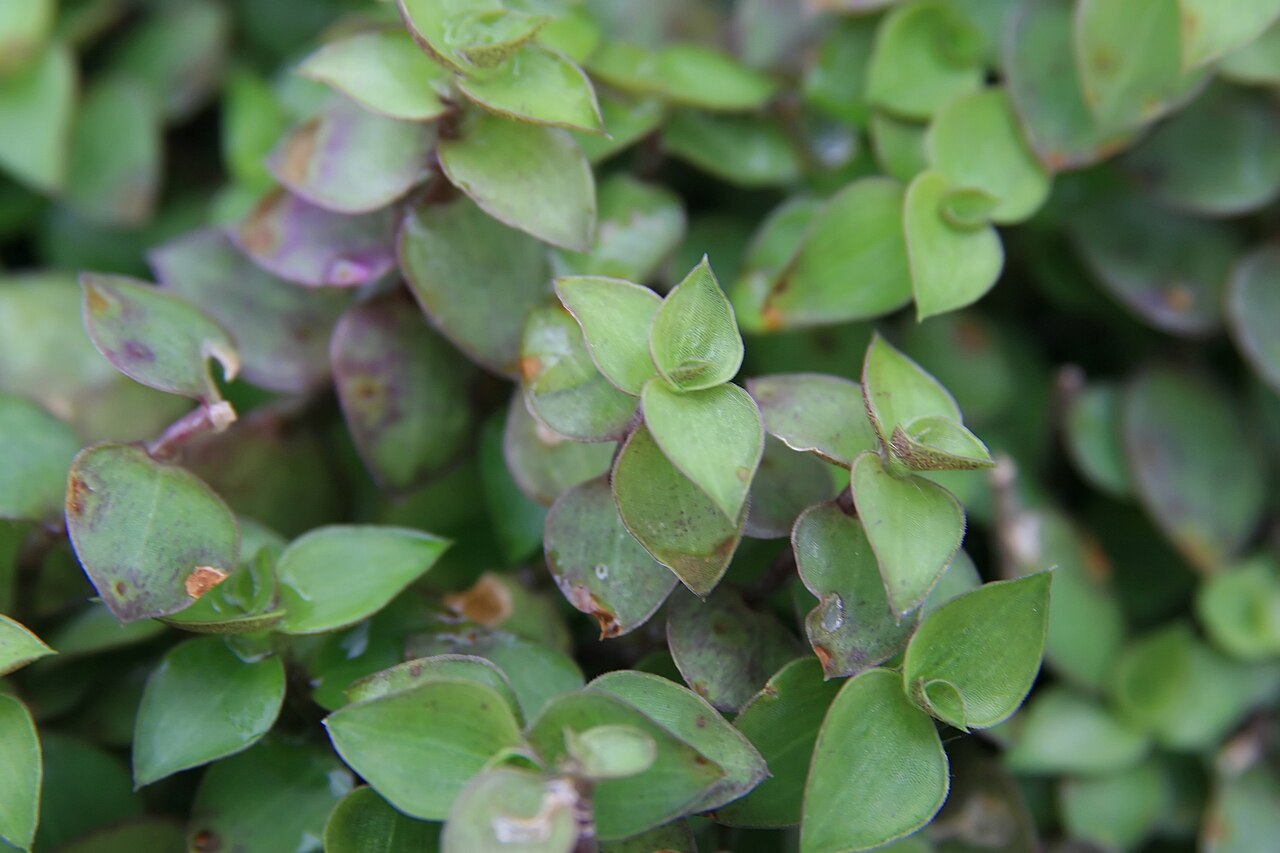 Chain plant: Location taken: Behnke Nurseries, Beltsville, MD USA. Names: Callisia repens (Jacq.) L., Bolivian Jew, Creeping Inchplant, Kriechendes Schönpolster, Turtle Vine