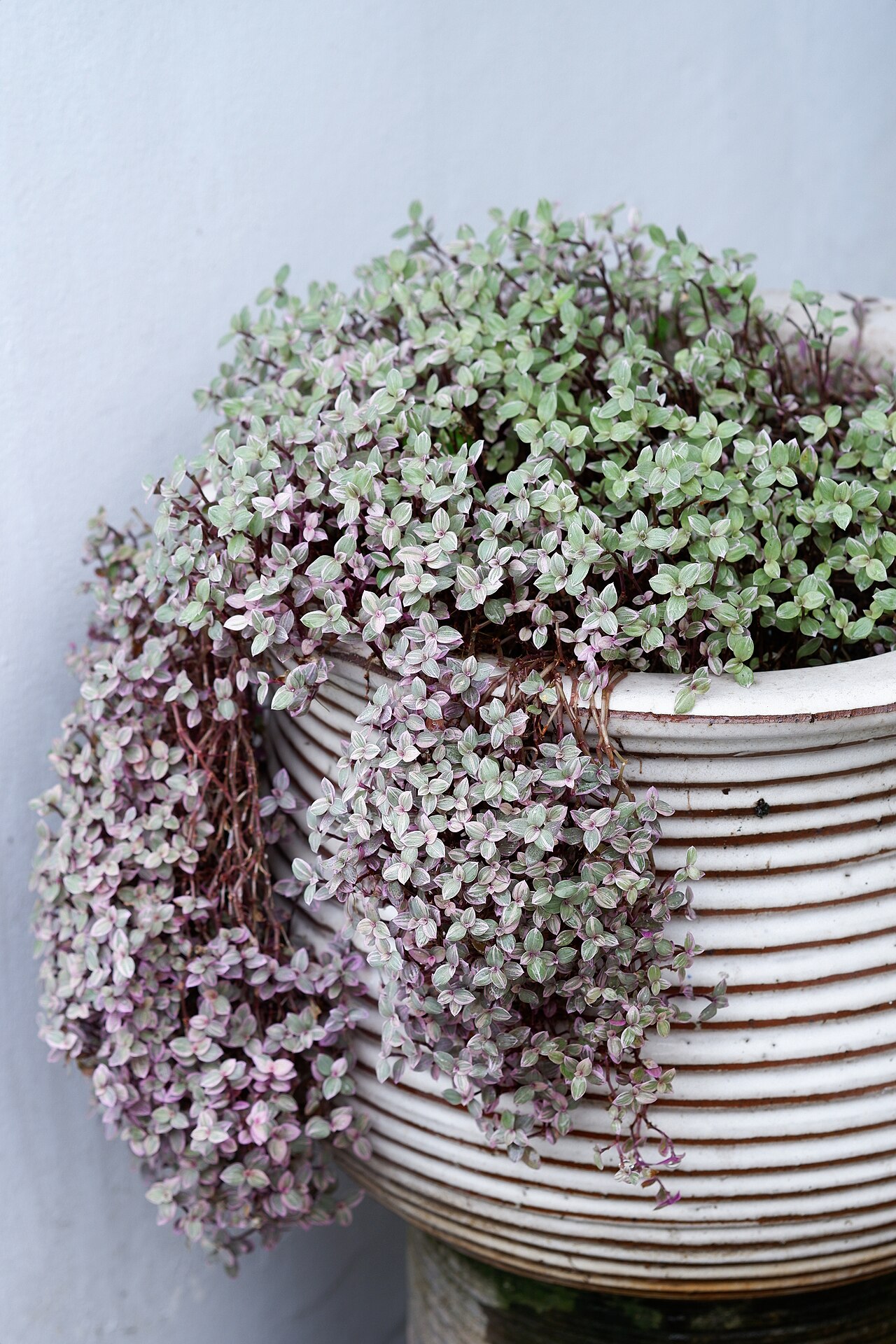 Chain plant: Callisia repens in Bangkok