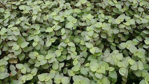 Chain plant: Callisia repens ou Dinheiro-em-Penca