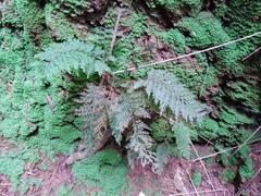 Bauer's bristle fern (Callistopteris baueriana)