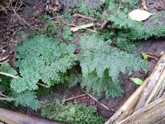 Bauer's bristle fern (Callistopteris baueriana)
