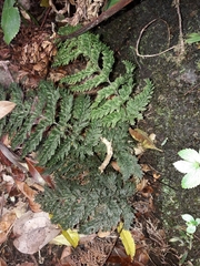 Bauer's bristle fern (Callistopteris baueriana)