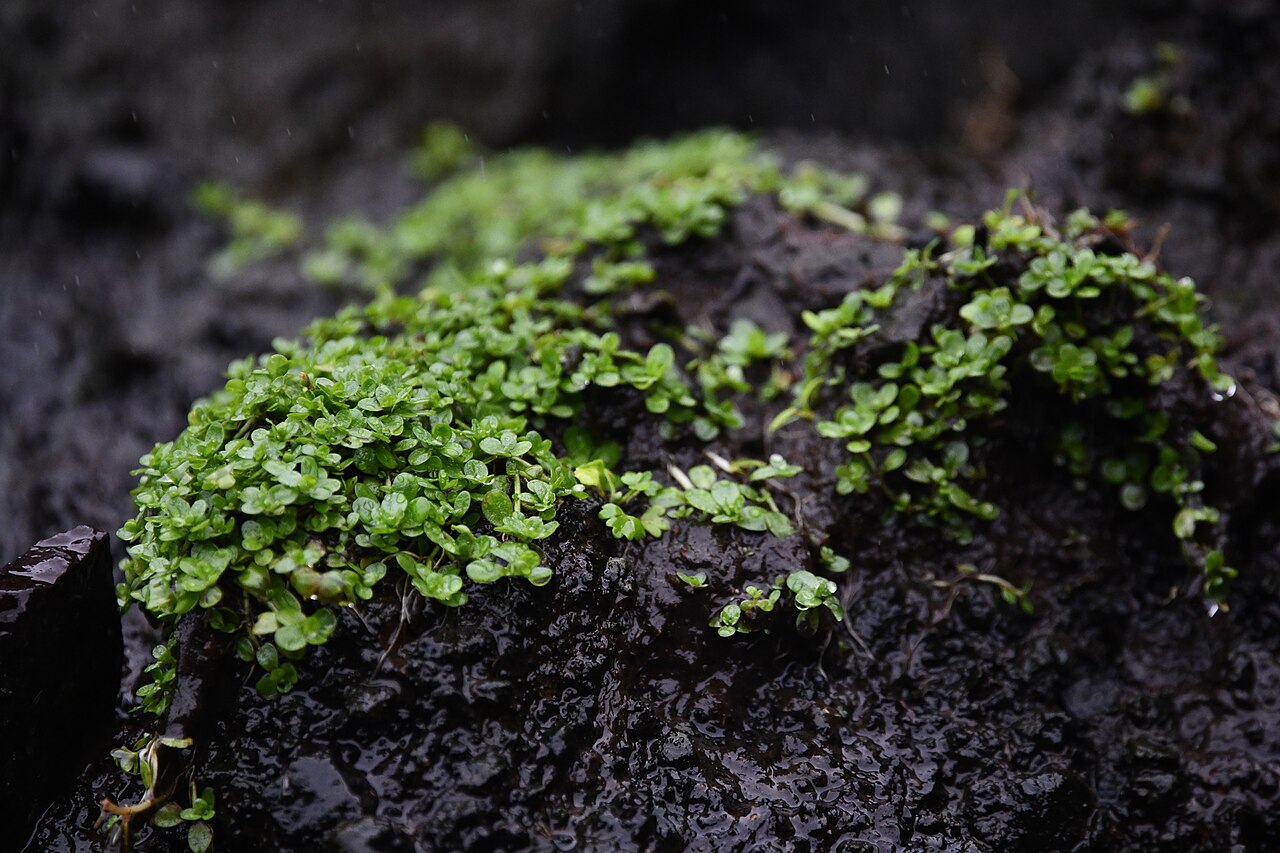 Callitriche antarctica: Photo of Antarctic water-starwort uploaded from iNaturalist .