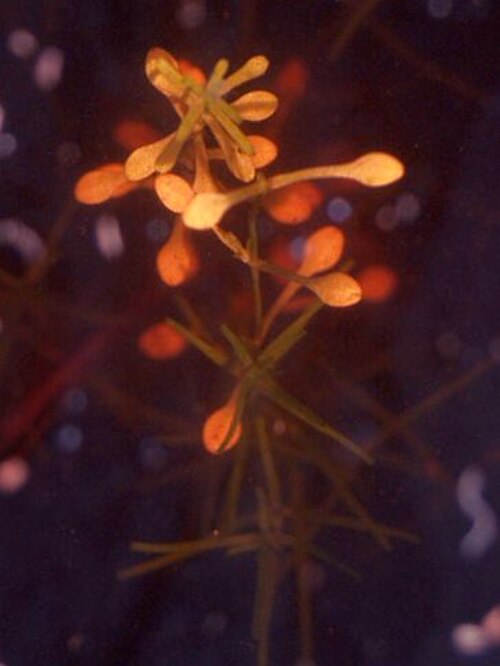Pedunculate water-starwort: Yu Ito (2012) Aquatic plant surveys in the Mediterranean. Bulletin of Water Plant Society, Japan 97: 38-42.