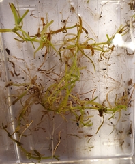 Pedunculate water-starwort (Callitriche brutia)