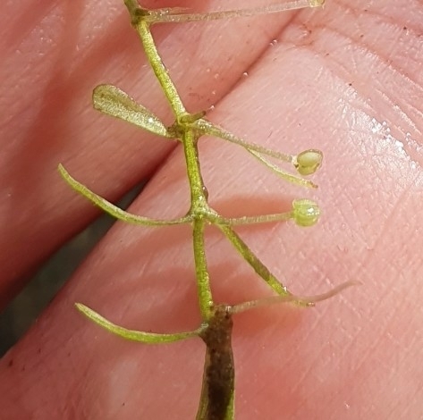 Pedunculate water-starwort (Callitriche brutia)