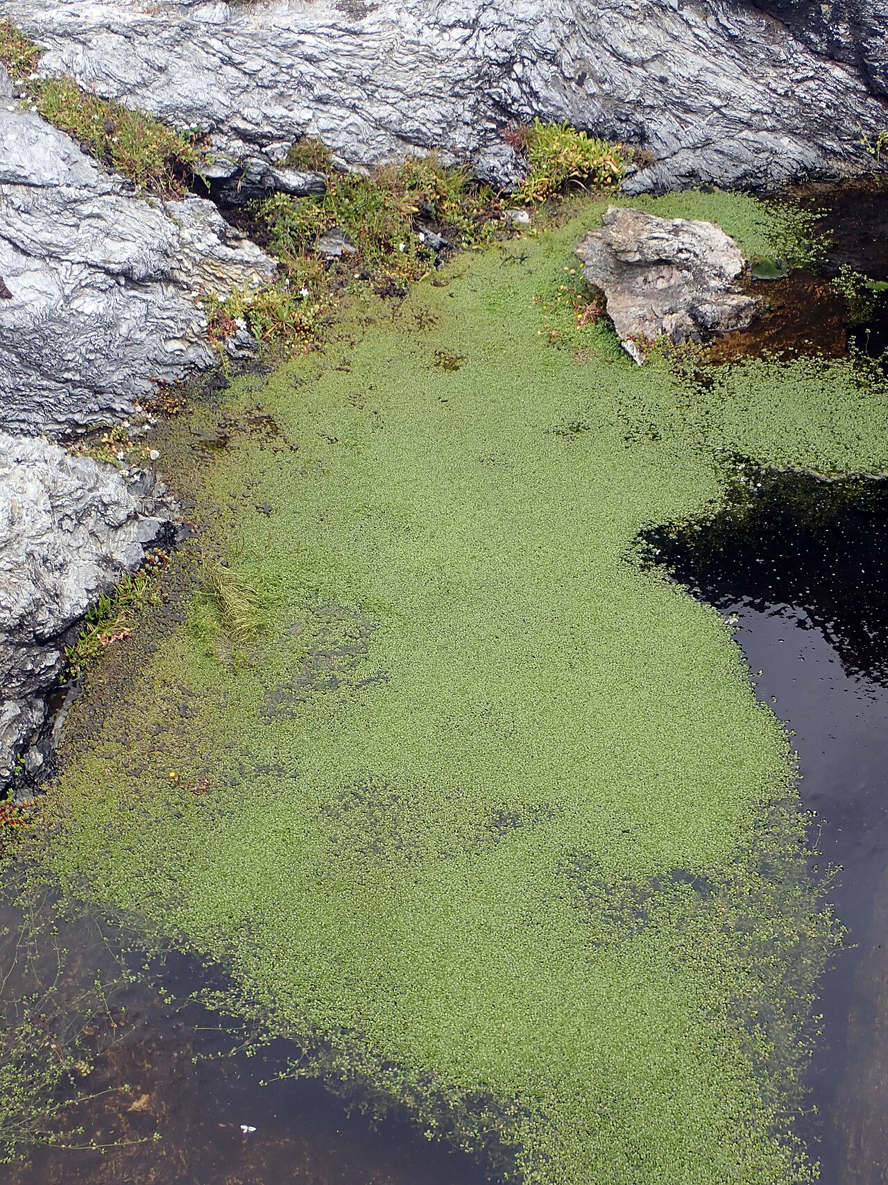 Callitriche chathamensis: Callitriche chathamensis, New Zealand, 2020-12-23 (iNaturalist).