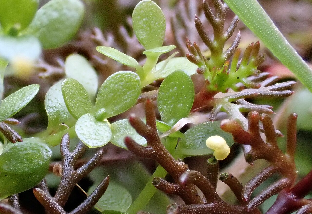 Callitriche chathamensis: Callitriche chathamensis, Waitangi, NZ-CI, NZ, 2024-03-24 (iNaturalist).