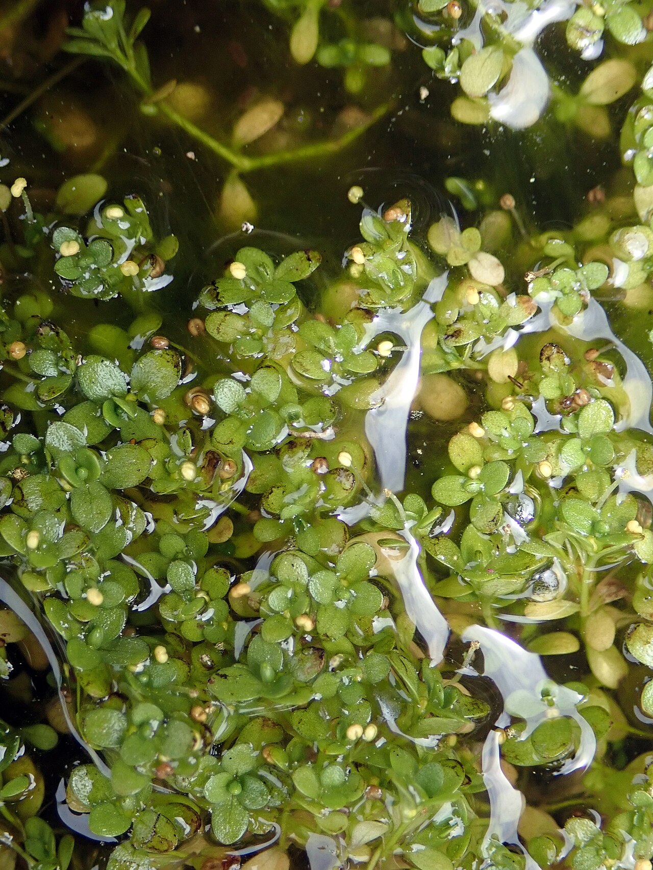 Callitriche chathamensis: Callitriche chathamensis, New Zealand, 2020-12-23 (iNaturalist).