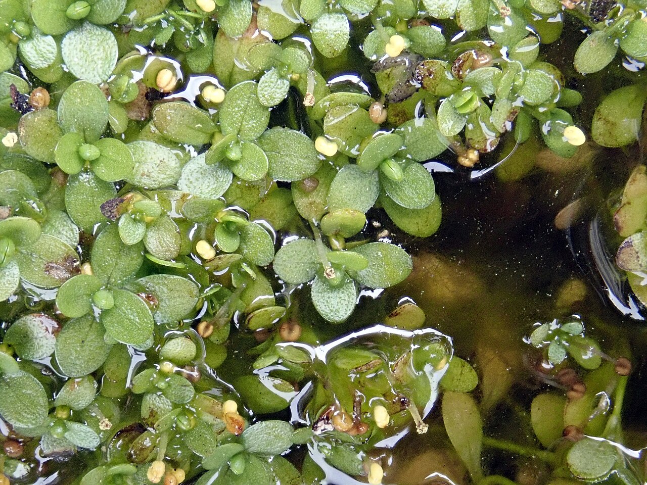 Callitriche chathamensis: Callitriche chathamensis, New Zealand, 2020-12-23 (iNaturalist).