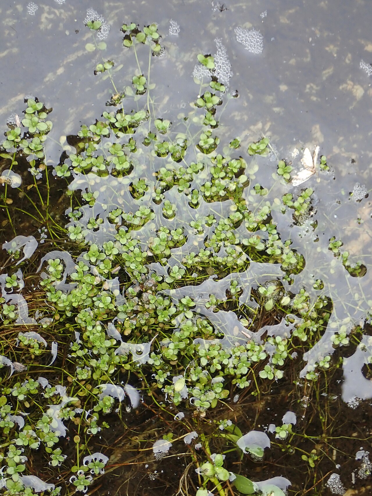 Callitriche chathamensis: Callitriche chathamensis, New Zealand, 2020-12-23 (iNaturalist).
