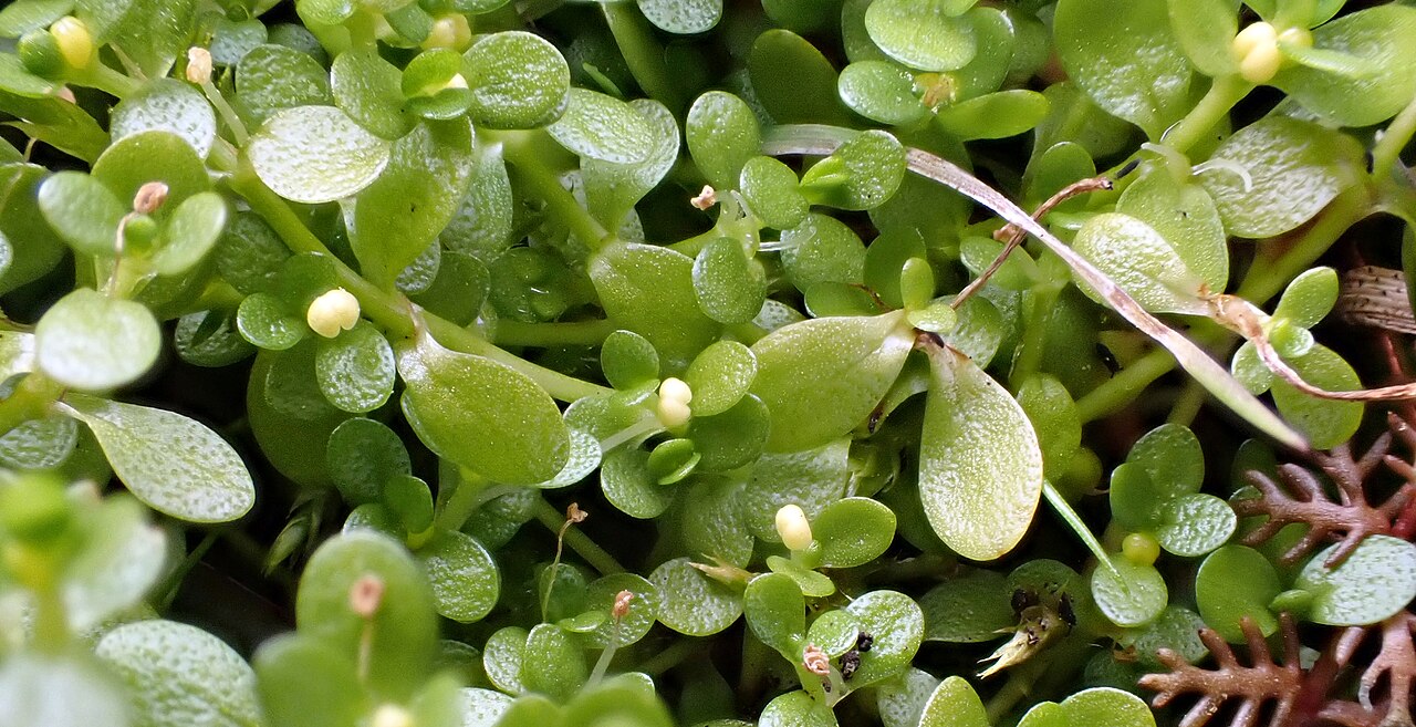 Callitriche chathamensis: Callitriche chathamensis. Species of plant.