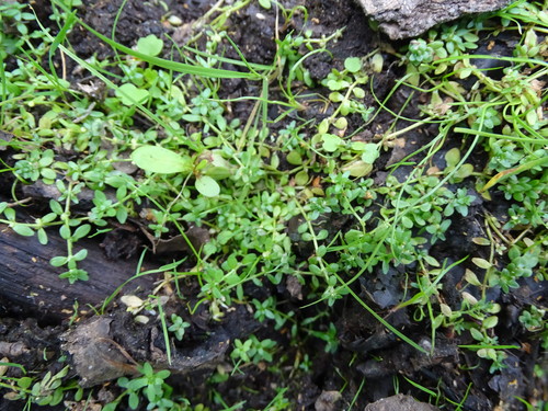 Callitriche cophocarpa (Callitriche cophocarpa)