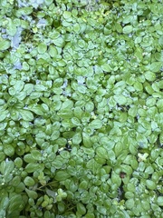 Callitriche cophocarpa (Callitriche cophocarpa)